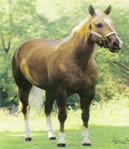 NYPEA Hall of Fame Inductee #4 in 2008 and the first equine inductee